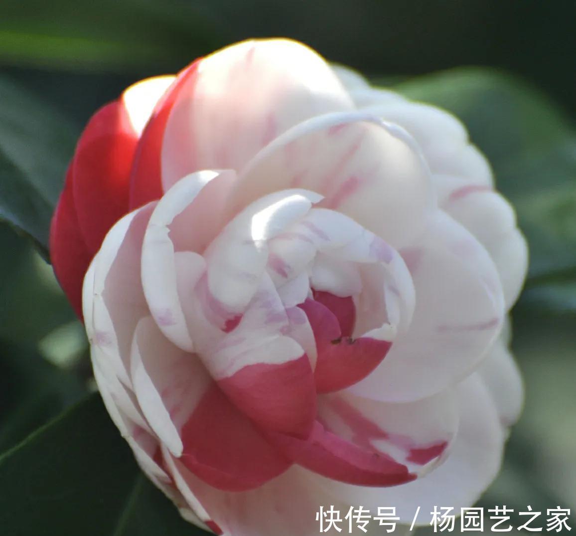 茶花|9月茶花养护很关键,做好3管1剪,冬季开花又大又鲜艳