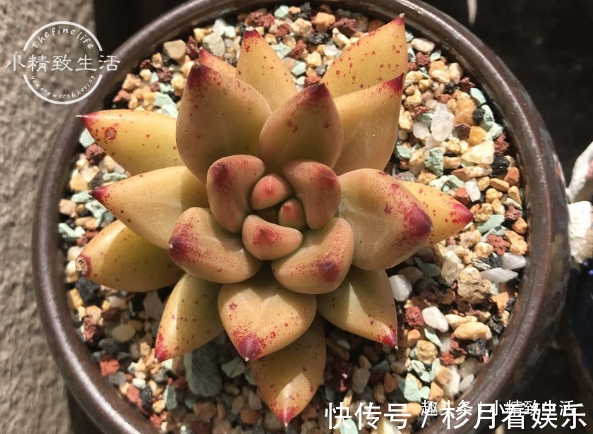 伪常识|3个伪常识,不但对养多肉没帮助,甚至会害死肉肉,不要被误导