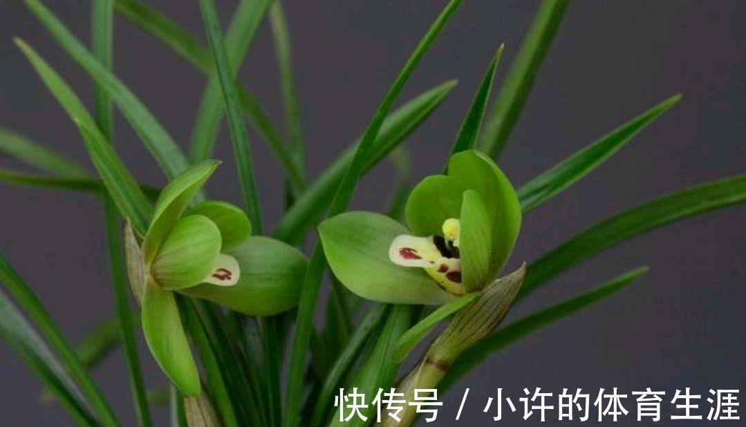 养护春蕙兰,此几点做不到,小心消苞千万注意