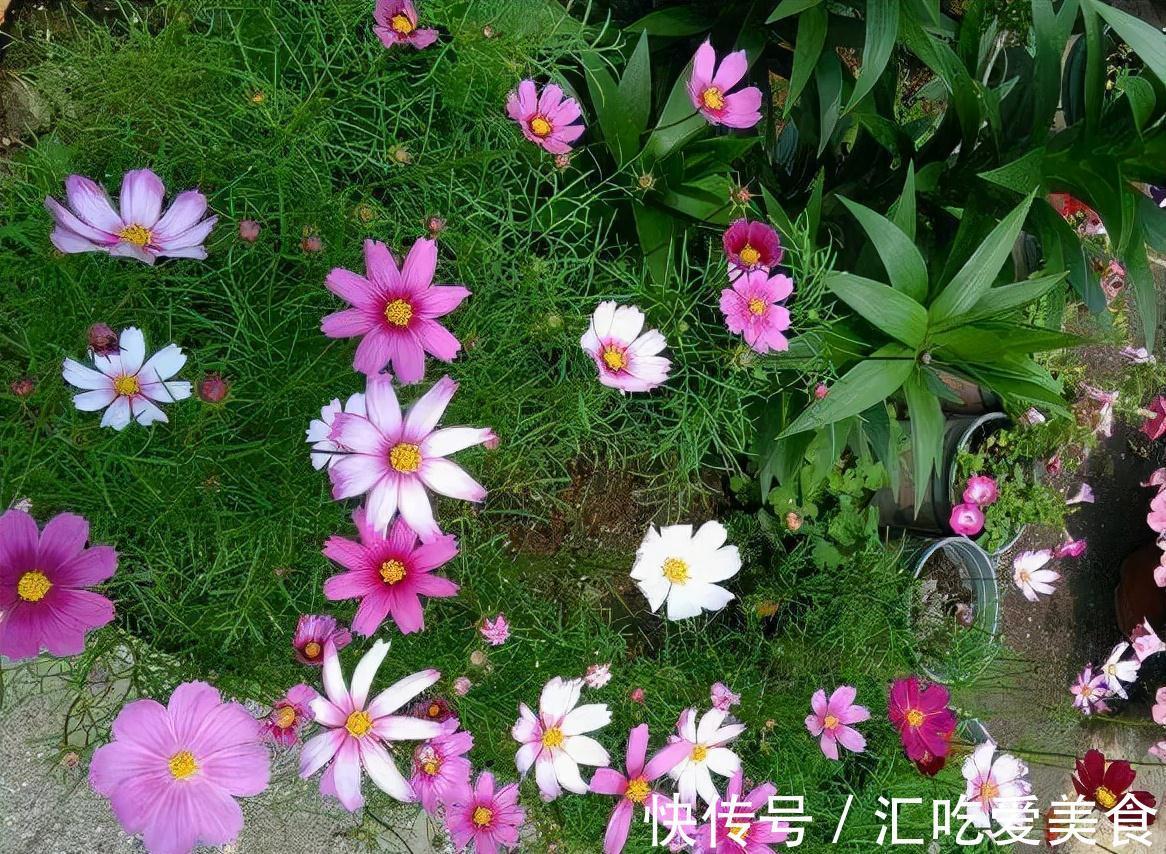 2种花即刻下盆,开春花朵全爆满,秒杀全场盆栽