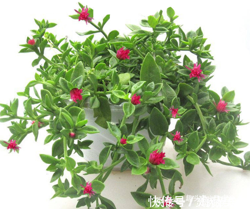 四种花是有名的开花机器，花期长，沾土就活，常年赏花又观叶