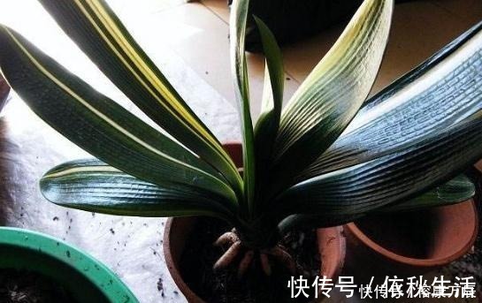 养花不会施肥?换盆时将“它”埋土里,一年不用施肥,花卉长满盆