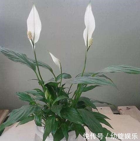 缺水|白掌这样养,保证花多叶亮,不蔫软,不黄叶,真的一帆风顺!