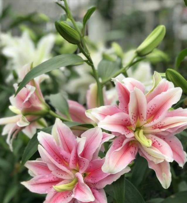 发黄|5种“漂亮花”,一到夏天就蔫了,不是死翘翘,到了秋天会复活