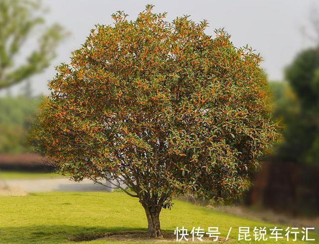 院子里有空地就种这“三种树”,没地挤挤也要种,寓意深远还旺家