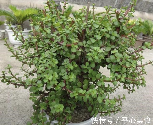 植株|胡大妈养“金枝玉叶”，每次都用“3个方法”，个个都开花，美