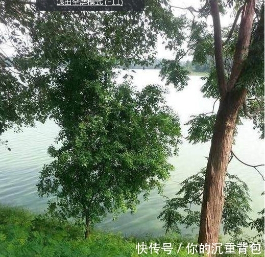 印度老山檀全攻略,看完不上当!