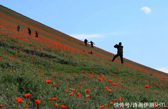 艳压群芳|美丽新疆:天山红花红似火