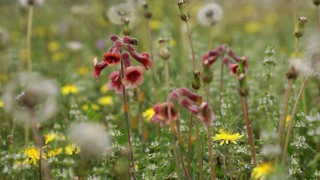 搭配|蒲公英,被称为“药草皇后”,谨记“五搭配、四禁忌”,别再犯错
