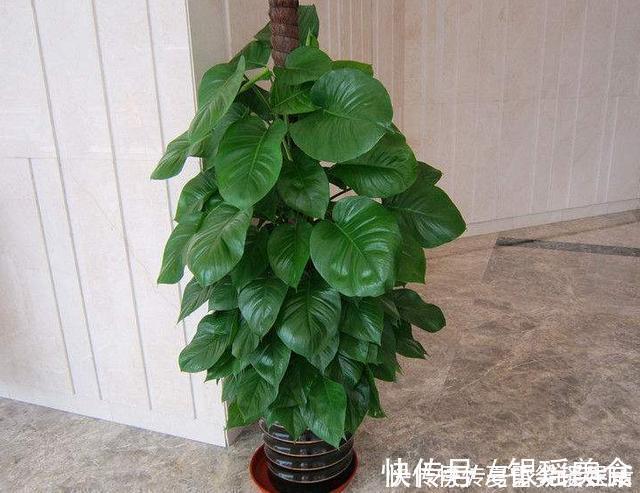 散尾葵|这3种花是“吸氧精”,可别养在卧室,争分夺秒的和你抢氧气