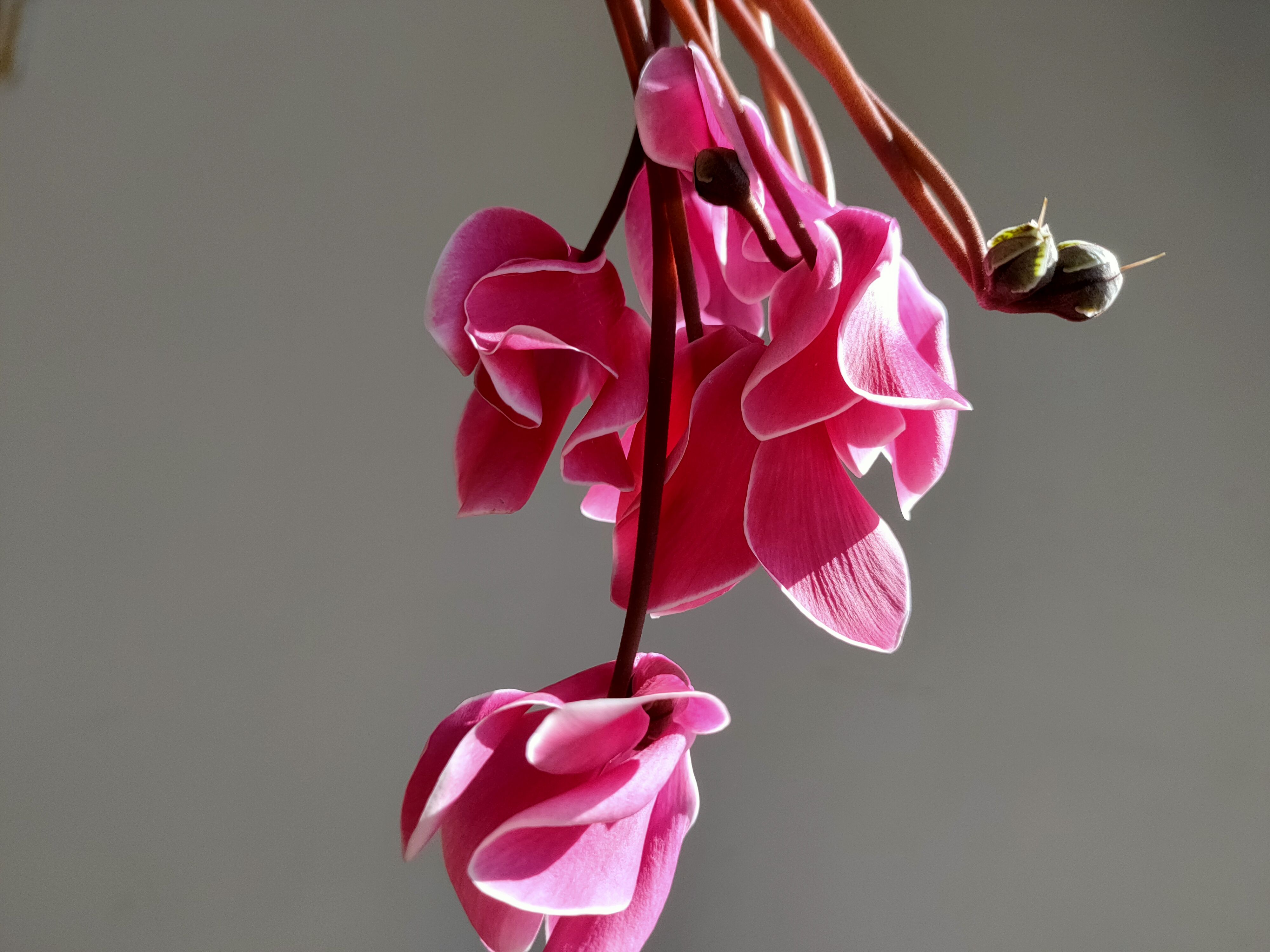 经验分享｜仙客来已开花170天，不断萌发新芽，轻松再开60天