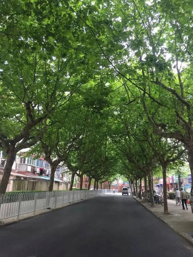 隧道|夏日炎炎，金山有这么多清凉“隧道”，就在你家附近→