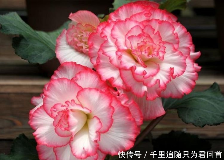 长寿花|超好养的4种花,人人都喜欢,叶子油绿,花朵漂亮!