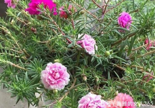 新手|新手养花就养这3种，既便宜又好养，施点肥浇点水轻松爆满盆