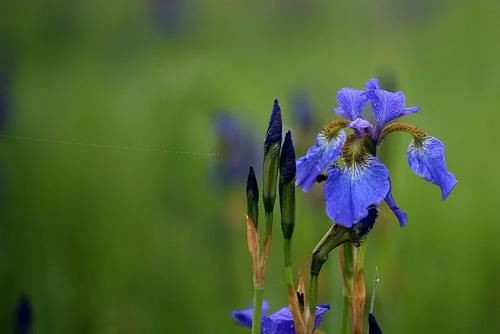 “马兰花马兰花，风吹雨打都不怕”，童谣马兰花究竟是什么花？