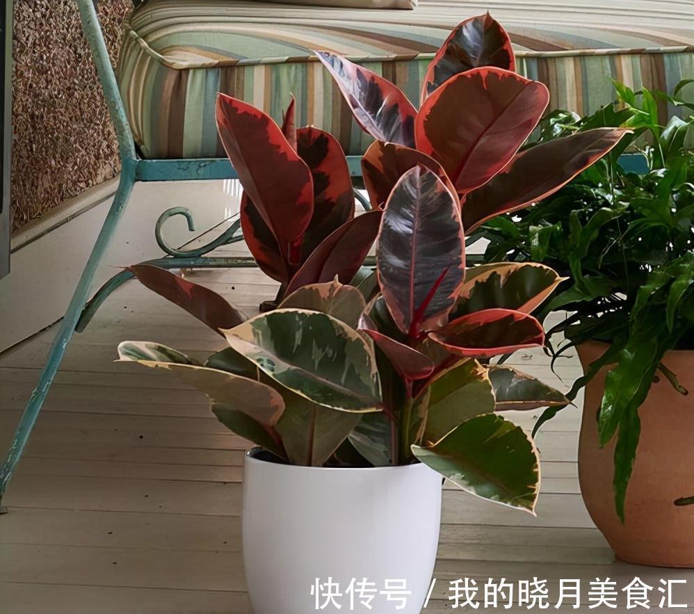 十种健康花,适合现在养,人养花花亦养人,越养空气越“干净”