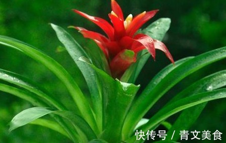 朱红色|养花就养“秀丽”的,叶色青翠有光泽,花冠呈朱红色,花开太美了