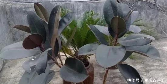 绿萝|7种爱“喝醋”的花草,浇水时加点“醋”,根壮叶绿、不怕黄叶