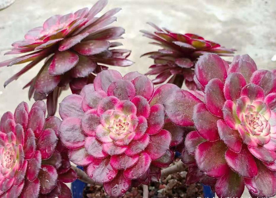 种类|这些种类的多肉适合用有一定高度的盆来栽种,大家不要选错花盆了