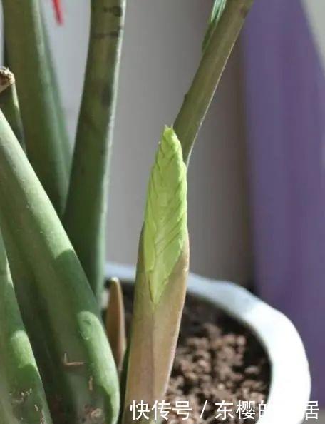 叶子|养金钱树做好两件事,一年“撑破盆”,新芽比老叶还多