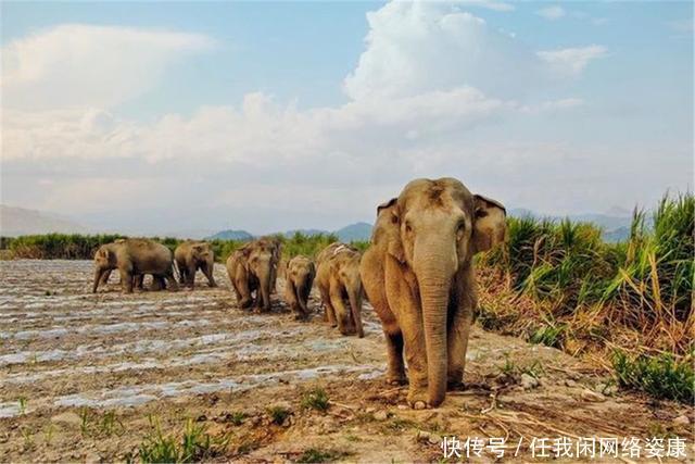 大象群 云南大象群为何要“一路向北”中科院专家或许和太阳风暴有关