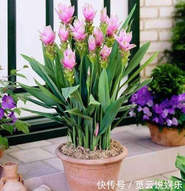 非自然|生在土里的荷花,开花一大朵,样子别致花期长,种一棵就赚了