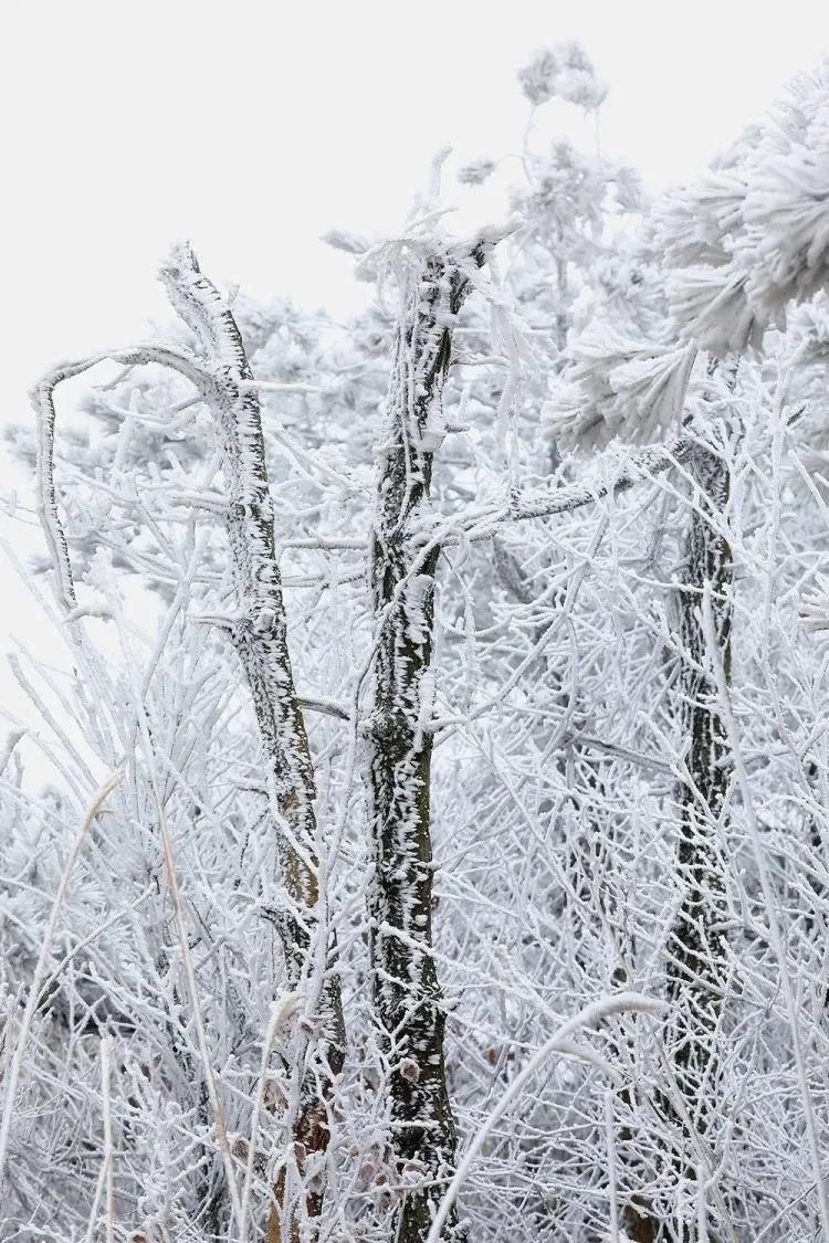 今冬|美翻了！金华美成了冰雪世界，今冬第一波雾凇来，这波美景就在......