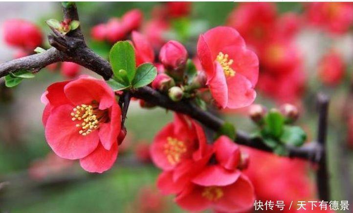 观赏价值|养花就养这几款，郁郁葱葱，四季常青，有很高的观赏价值