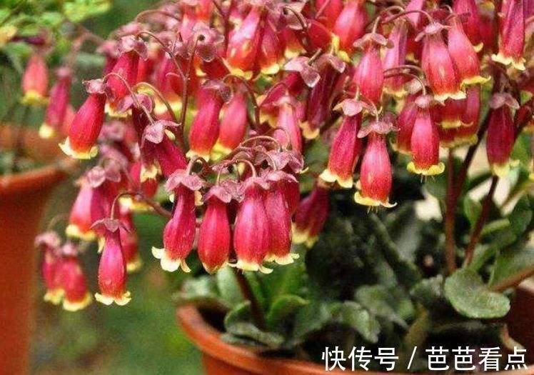 耐旱|4种花很耐养,沾土就能活,招财又开运,你养了吗