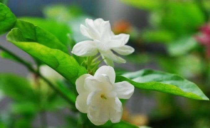 5种花比香水还好闻,一开就是大半年,四季有花赏,花美心情好