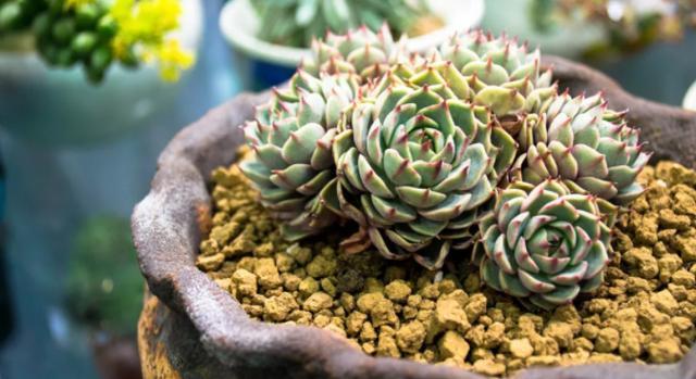 花友们|养多肉，花友们“别踩”这3误区，不然养一盆坏一盆