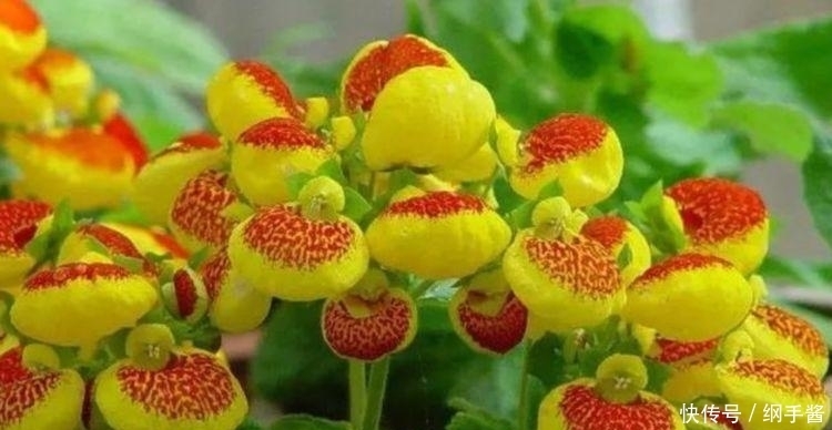 适合阳台养的4种花,花色多花期长,美得倾国倾城