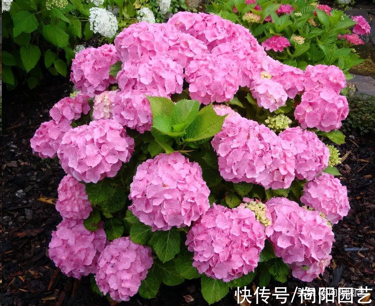 8种花,想要养得好,必须用大盆种,大水大肥养,开花才能多