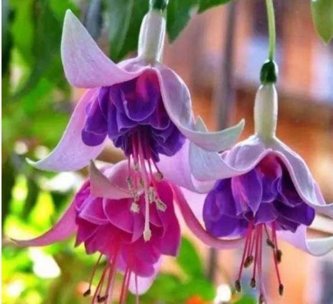 5种花,堪称“开花机器”,盛开时繁花似锦,花色美轮美奂