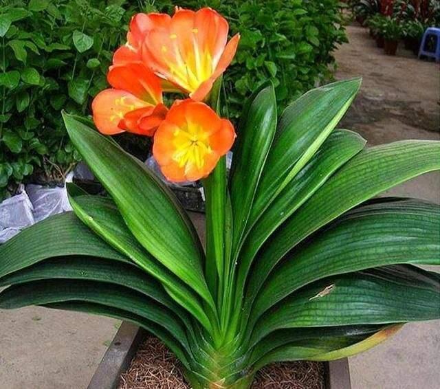 君子兰秋冬老烂根，原来是“水”浇多了，少点浇水开花反而多