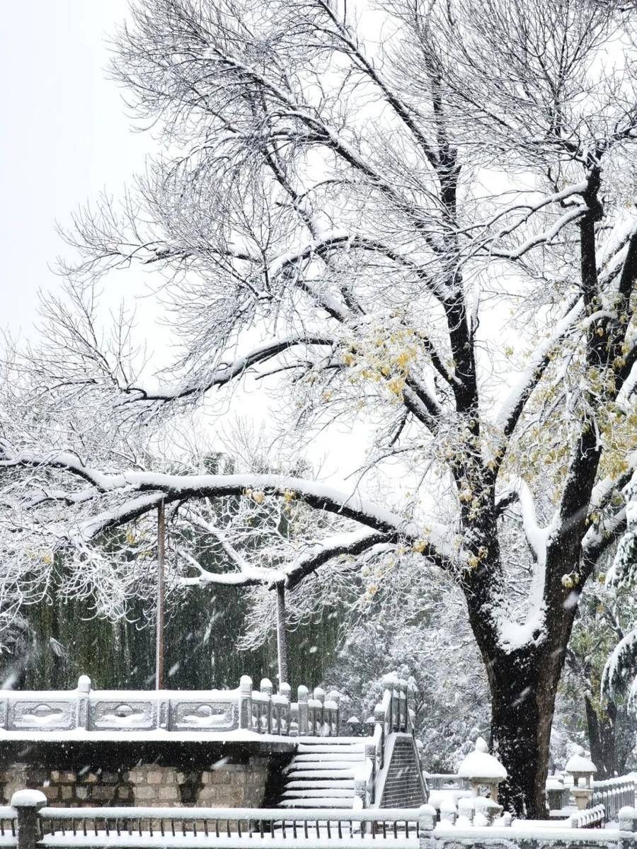 初雪中的济南南郊宾馆|镜头下 | 初雪