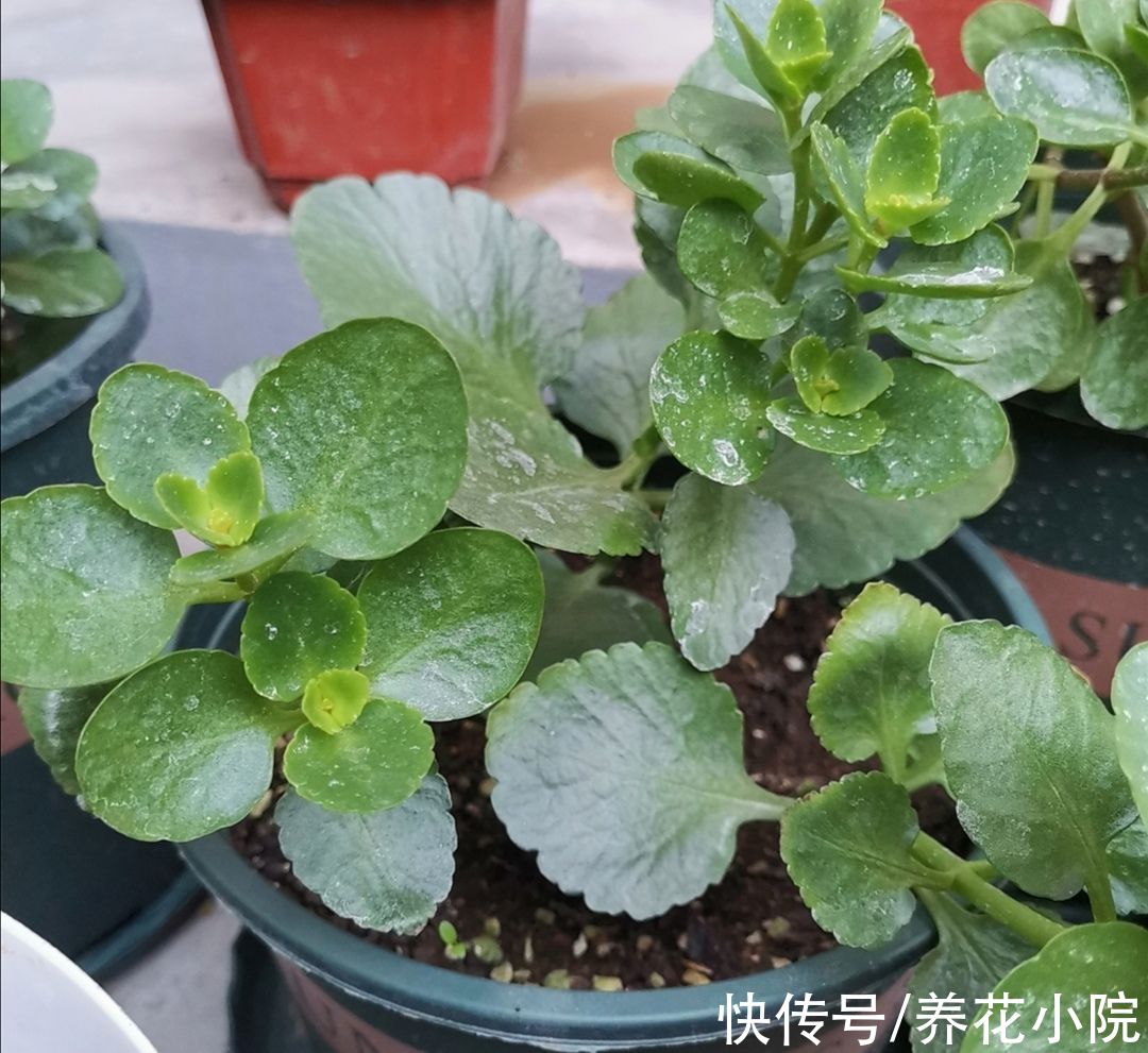 11月长寿花开始孕蕾，及时做4件事，让枝头花苞长更稠密