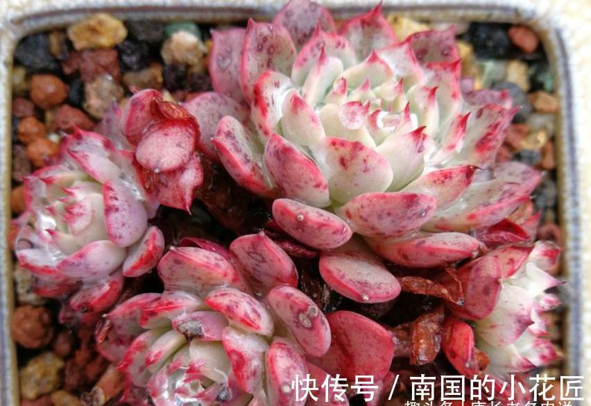 养多肉除了用陶粒垫底，我还用过其它7种东西，有一种很适合高盆