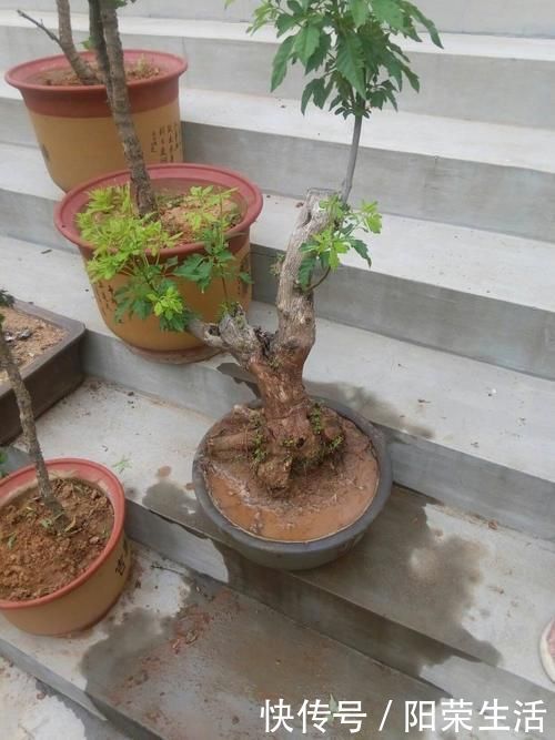 盆景|杂木盆景“性价比之王”黄荆:细芽初发身价高,不复当年柴火烧!