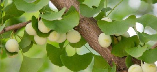 秋季这种“金果”掉满地，大家都说有毒，大妈却抢着捡回家