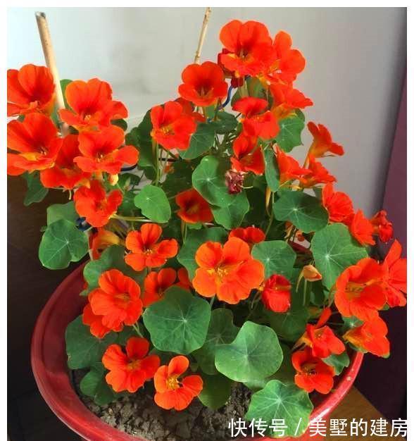 修剪|6种“漂亮花”，开完花别修剪，长满黑种子，第二年有惊喜