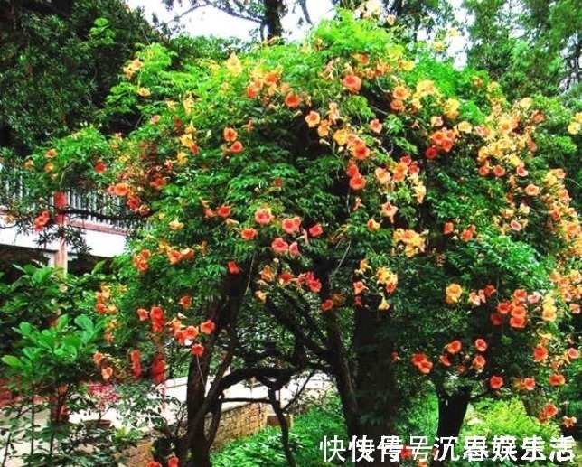 凌霄花|此花俄罗斯进口，一年花开178天，15天长满阳台，还不种一棵