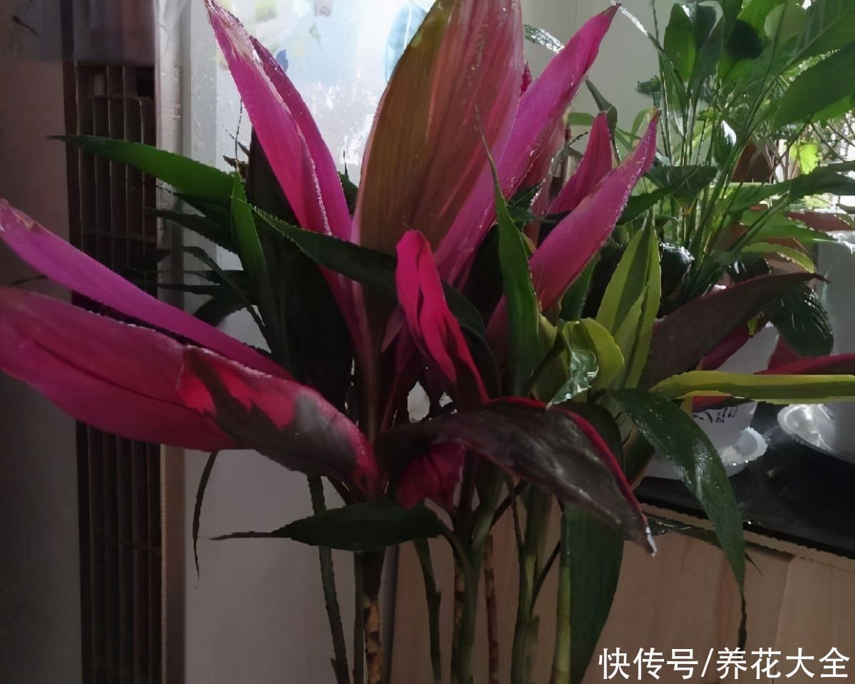 油画|9种叶子花比花还美,叶子像油画,还特耐阴