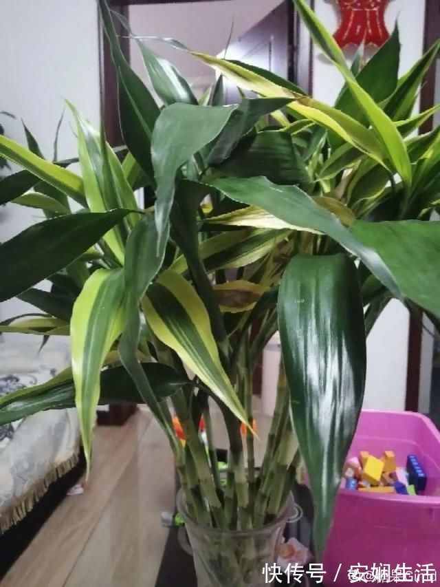 达克宁软膏|1粒小药片，碾碎丢水里，花像吃了兴奋剂疯长