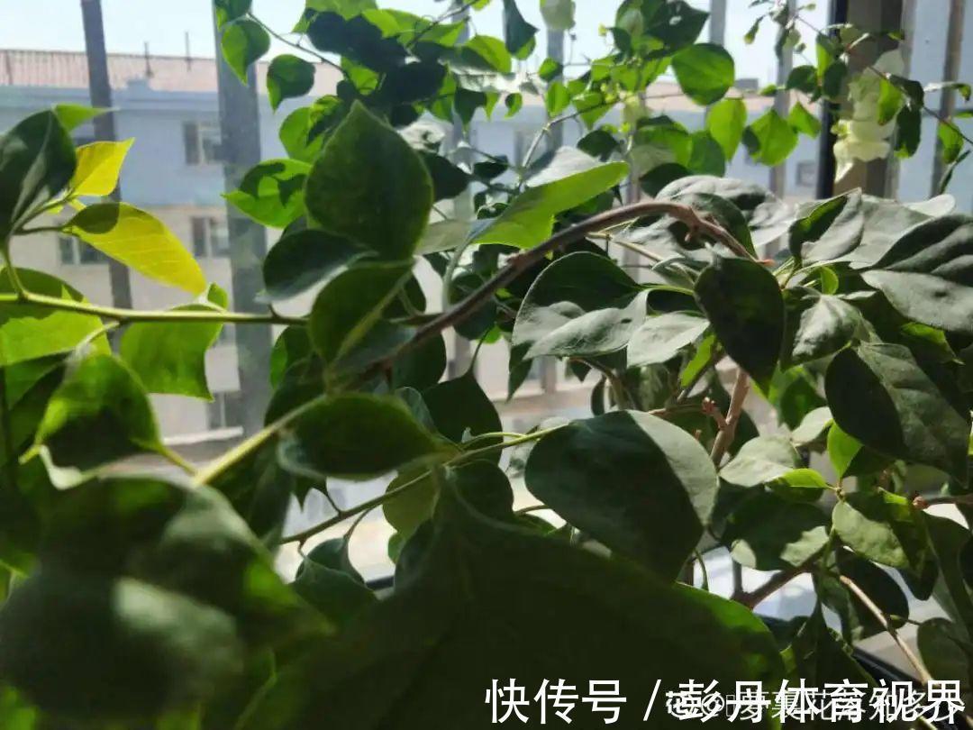 叶子|十月养这花，撸叶子、少浇水，10天冒出大花苞！