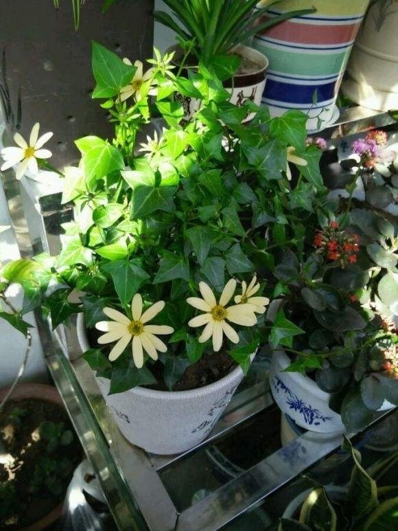 世界上品种最多的植物,没有之一,光路边就有20多种!