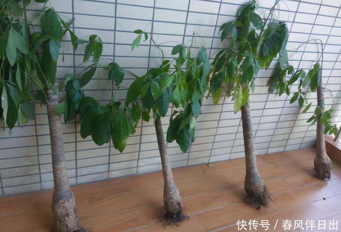 发财树烂根别着急,下手“狠一点”,掌握好技巧,40天长满新根