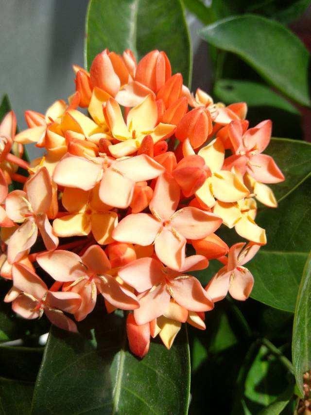 好看好养的龙船花，适应性超强，随便养养就能爆盆