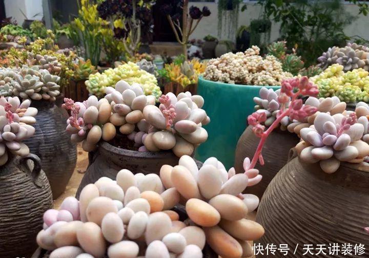 爸妈不在家,我在院子里疯狂种多肉,倍儿爽