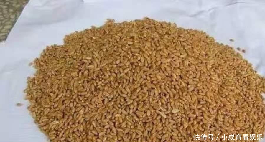 大板|怎么也没料到,大板鲫对这饵情有独钟!每用一次都特过瘾